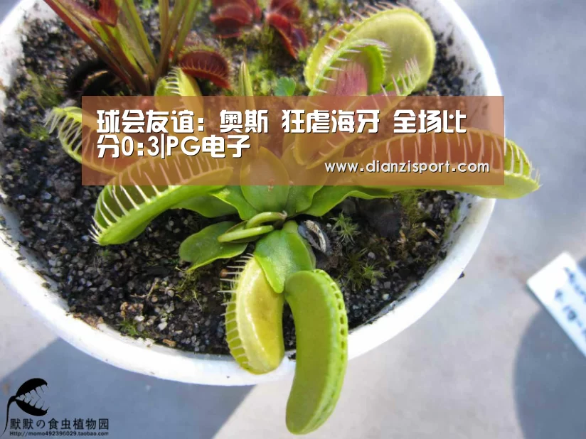球会友谊: 奥斯 狂虐海牙 全场比分0:3|PG电子(图3) PG入口
